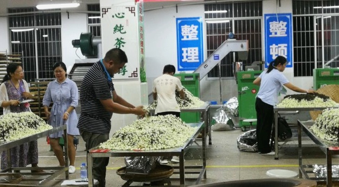 茉莉花比賽2.jpg